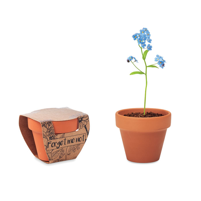 FORGET ME NOT - Semi di non ti scordar di me