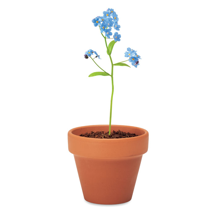 FORGET ME NOT - Semi di non ti scordar di me