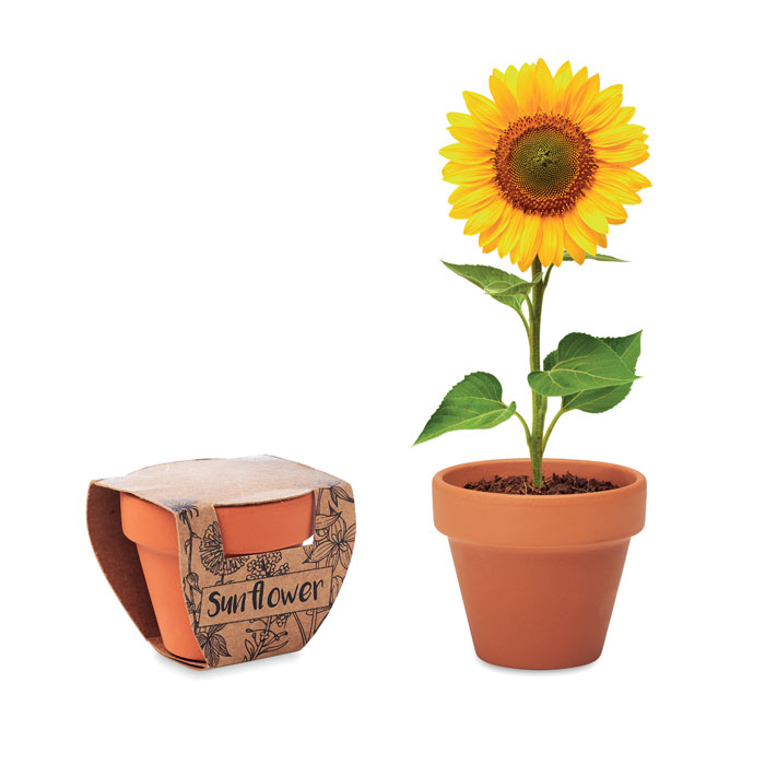 SUNFLOWER - Semi di girasole